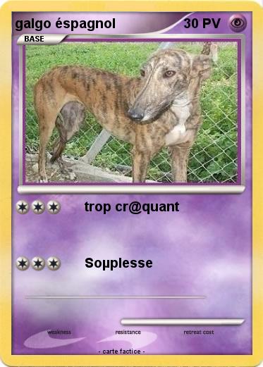 Pokemon galgo éspagnol