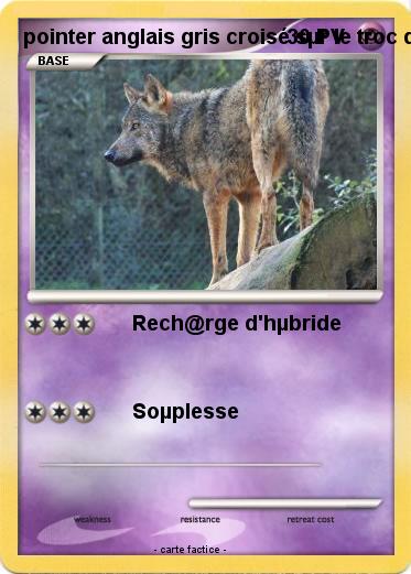 Pokemon pointer anglais gris croisé sµr le troc d'@rbre