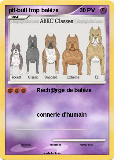 Pokemon pit-bull trop balèze