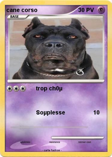 Pokemon cane corso