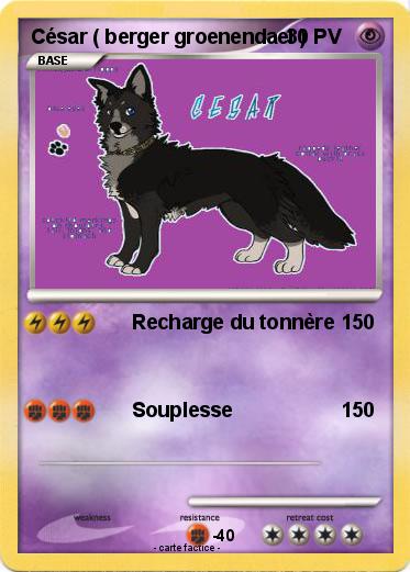 Pokemon César ( berger groenendael )