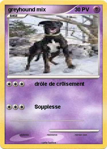 Pokemon greyhound mix