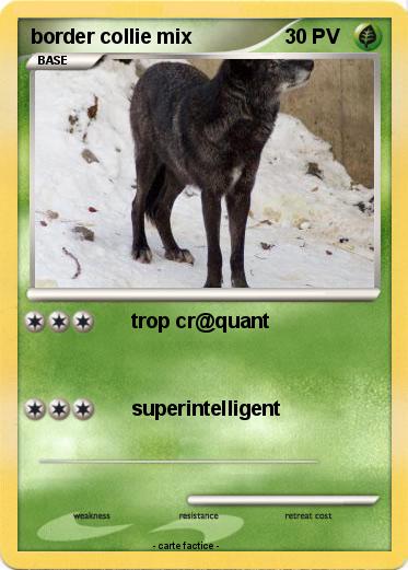 Pokemon border collie mix