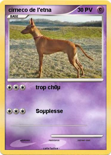 Pokemon cirneco de l'etna