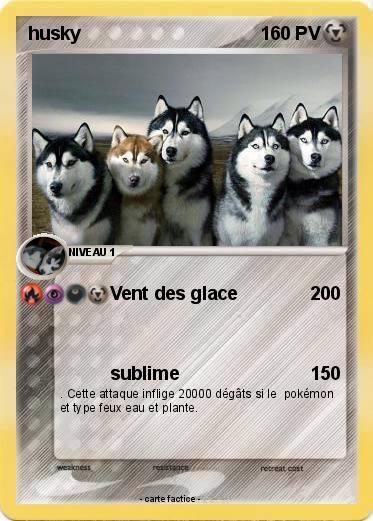 Pokemon husky