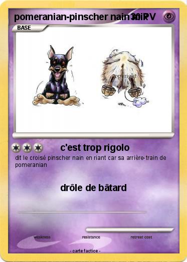 Pokemon pomeranian-pinscher nain mix