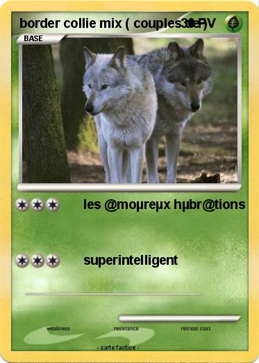 Pokemon border collie mix ( couples de )