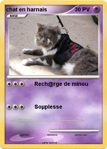 Pokemon chat en harnais