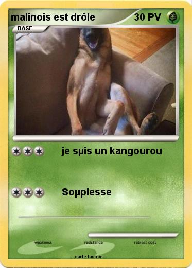 Pokemon malinois est drôle