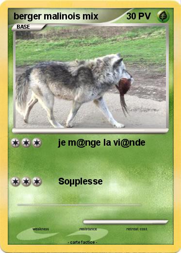 Pokemon berger malinois mix