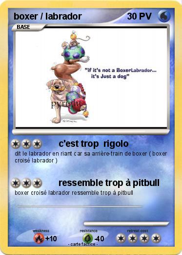 Pokemon boxer / labrador