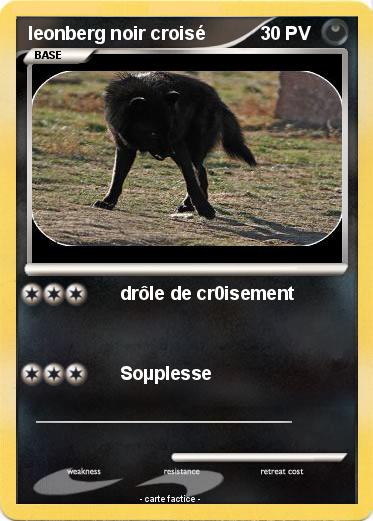 Pokemon leonberg noir croisé
