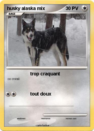 Pokemon husky alaska mix