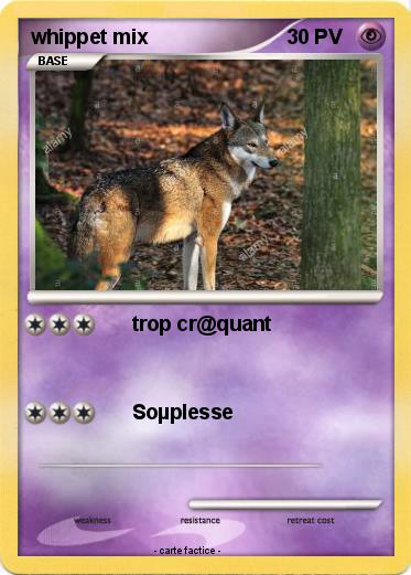 Pokemon whippet mix