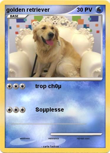 Pokemon golden retriever