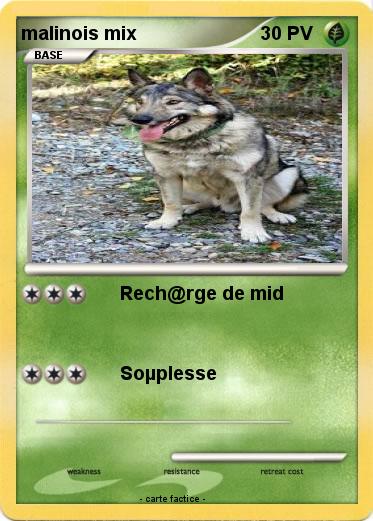 Pokemon malinois mix