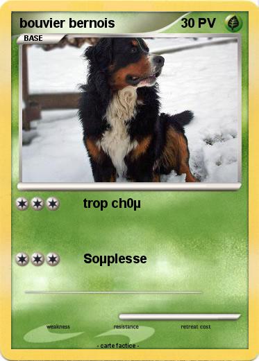 Pokemon bouvier bernois