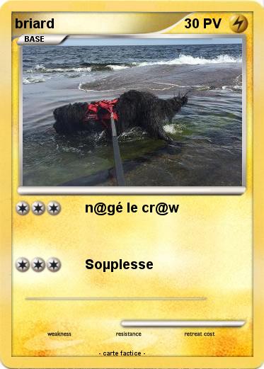 Pokemon briard