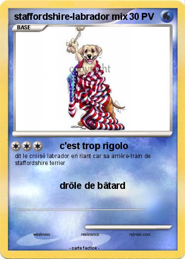 Pokemon staffordshire-labrador mix