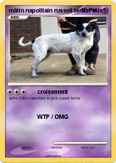 Pokemon mâtin napolitain russell terrier mix