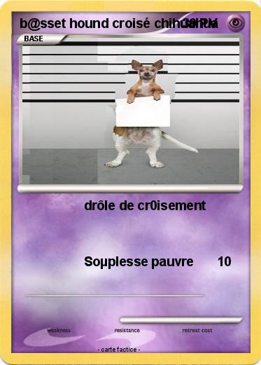 Pokemon b@sset hound croisé chihuahua
