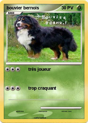 Pokemon bouvier bernois