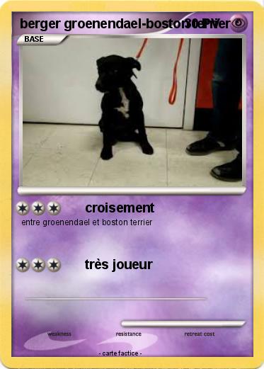 Pokemon berger groenendael-boston terrier