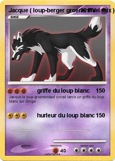 Pokemon Jacque ( loup-berger groenendael mix )