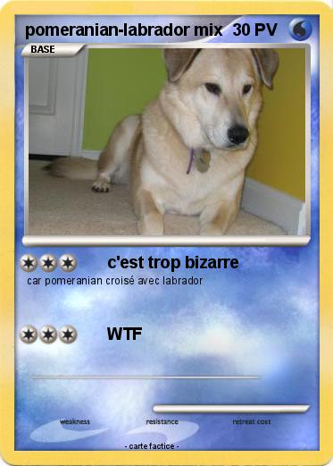 Pokemon pomeranian-labrador mix