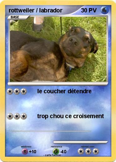 Pokemon rottweiler / labrador
