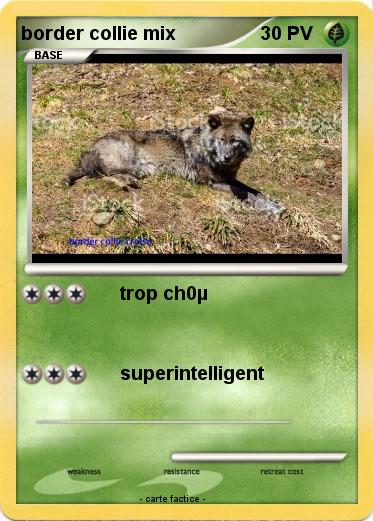 Pokemon border collie mix
