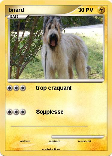 Pokemon briard