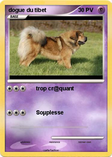 Pokemon dogue du tibet