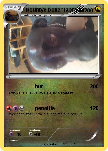 Pokemon bountye boxer labrador