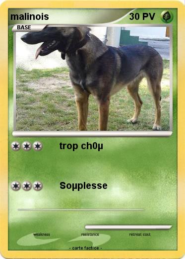 Pokemon malinois
