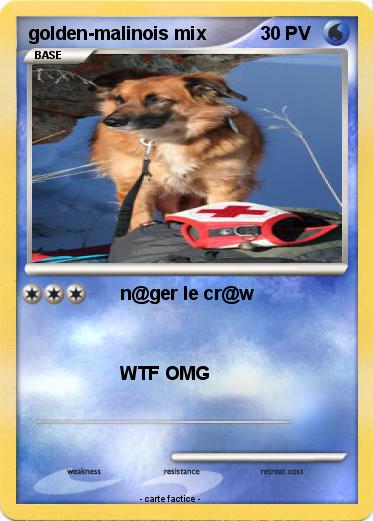 Pokemon golden-malinois mix