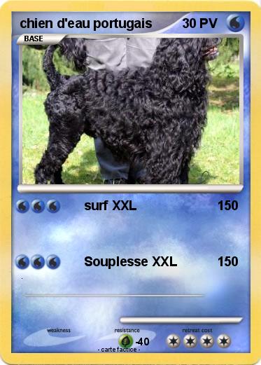 Pokemon chien d'eau portugais