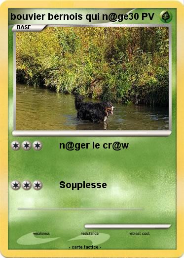 Pokemon bouvier bernois qui n@ge