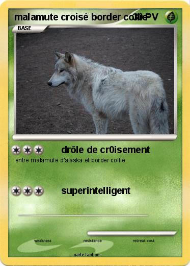 Pokemon malamute croisé border collie