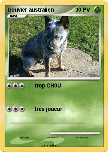 Pokemon bouvier australien