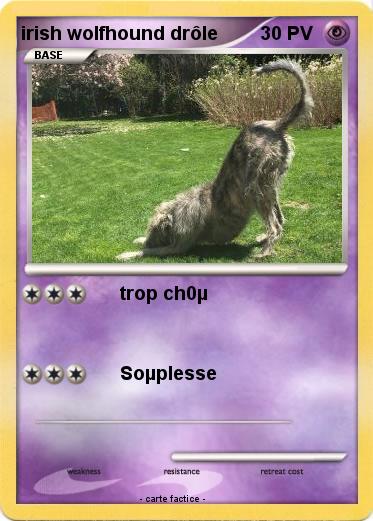 Pokemon irish wolfhound drôle