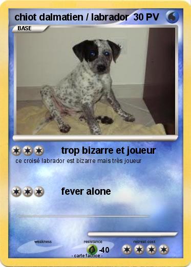 Pokemon chiot dalmatien / labrador