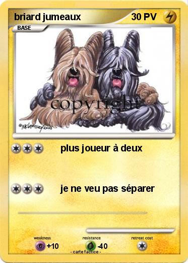 Pokemon briard jumeaux