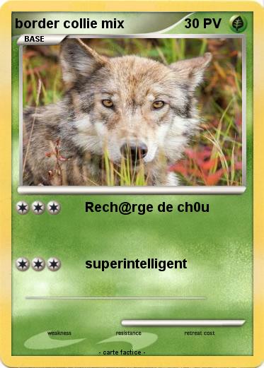 Pokemon border collie mix