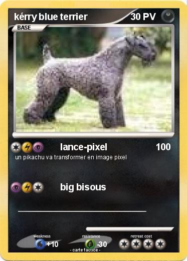 Pokemon kérry blue terrier