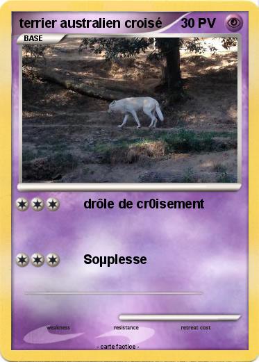 Pokemon terrier australien croisé