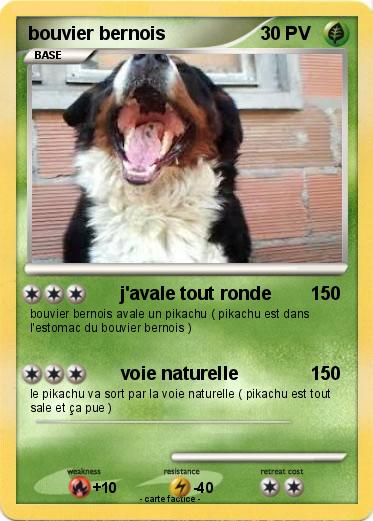 Pokemon bouvier bernois