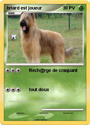Pokemon briard est joueur