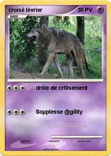 Pokemon croisé lévrier