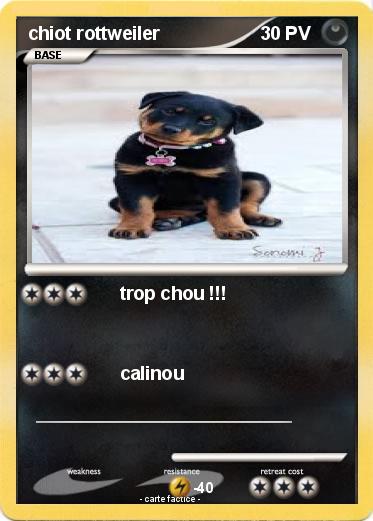 Pokemon chiot rottweiler